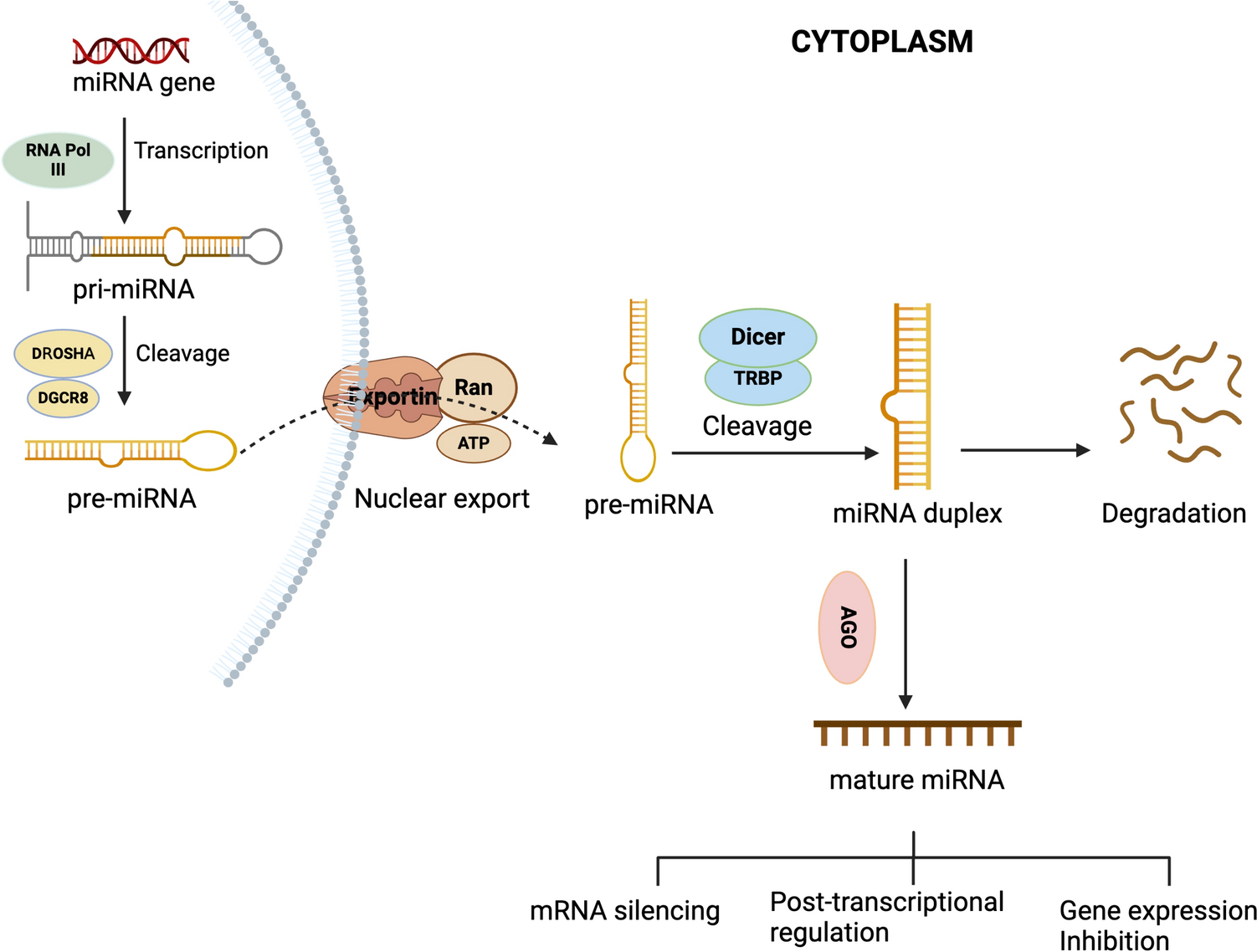 The role of MicroRNAs in the diagnosis and treatment of oral premalignant disorders