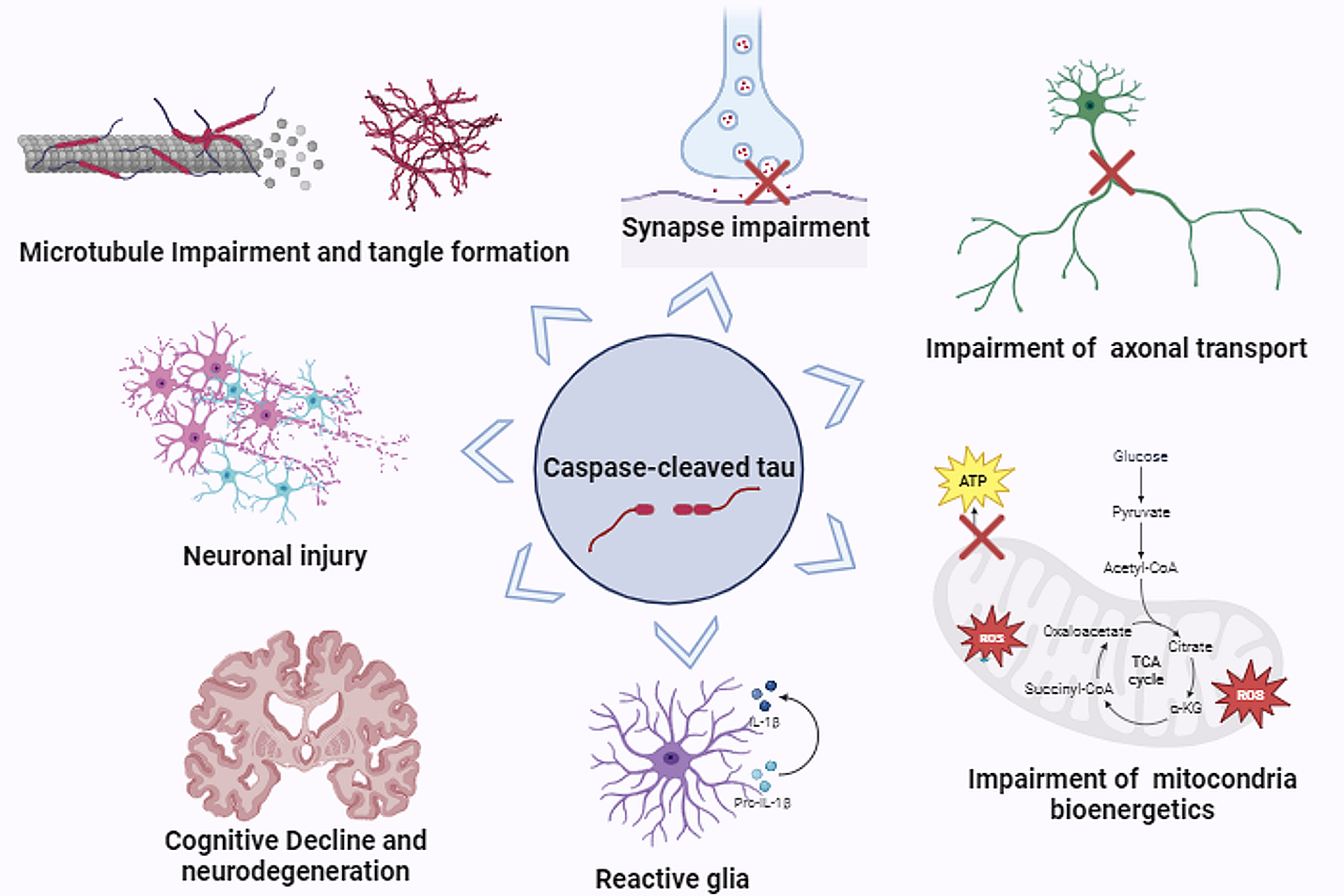 Publisher Correction: Exploring the significance of caspase-cleaved tau in tauopathies and as a complementary pathology to phospho-tau in Alzheimer’s disease: implications for biomarker development and therapeutic targeting