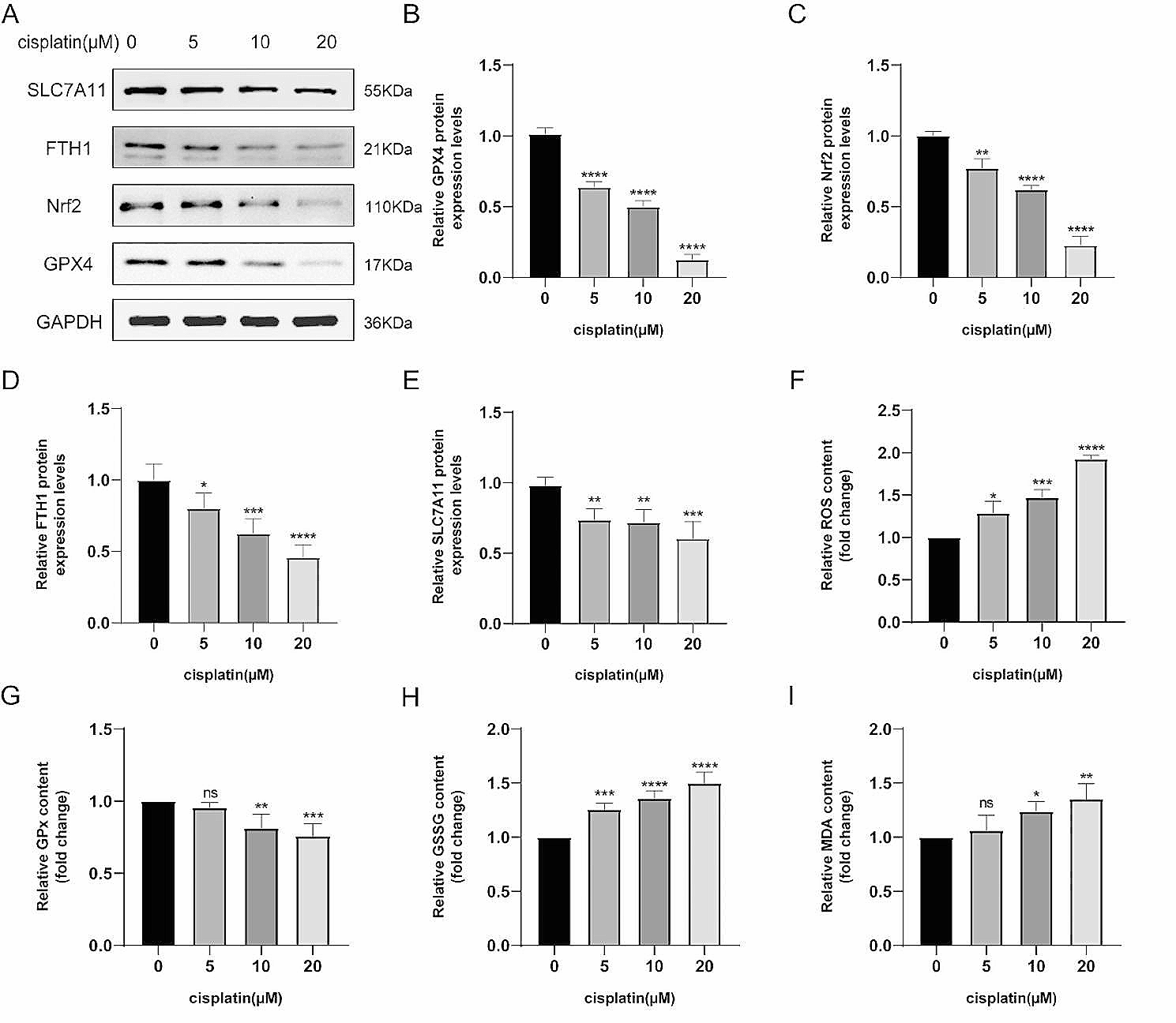 Endometrial stem cells alleviate cisplatin-induced ferroptosis of granulosa cells by regulating Nrf2 expression