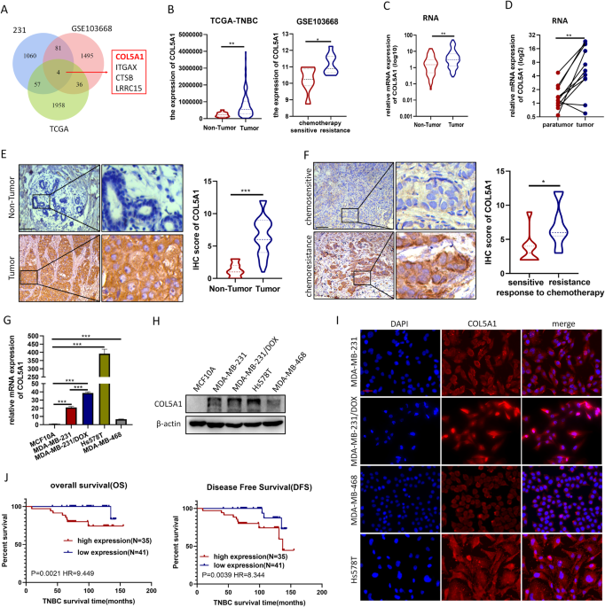 COL5A1 promotes triple-negative breast cancer progression by activating tumor cell-macrophage crosstalk