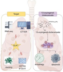 13-Oxyingenol-dodecanoate inhibits the growth of non-small cell lung cancer cells by targeting ULK1