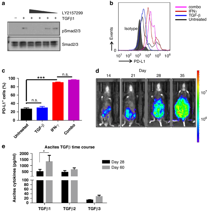 Blockade of TGF-β and PD-L1 by bintrafusp alfa promotes survival in preclinical ovarian cancer models by promoting T effector and NK cell responses