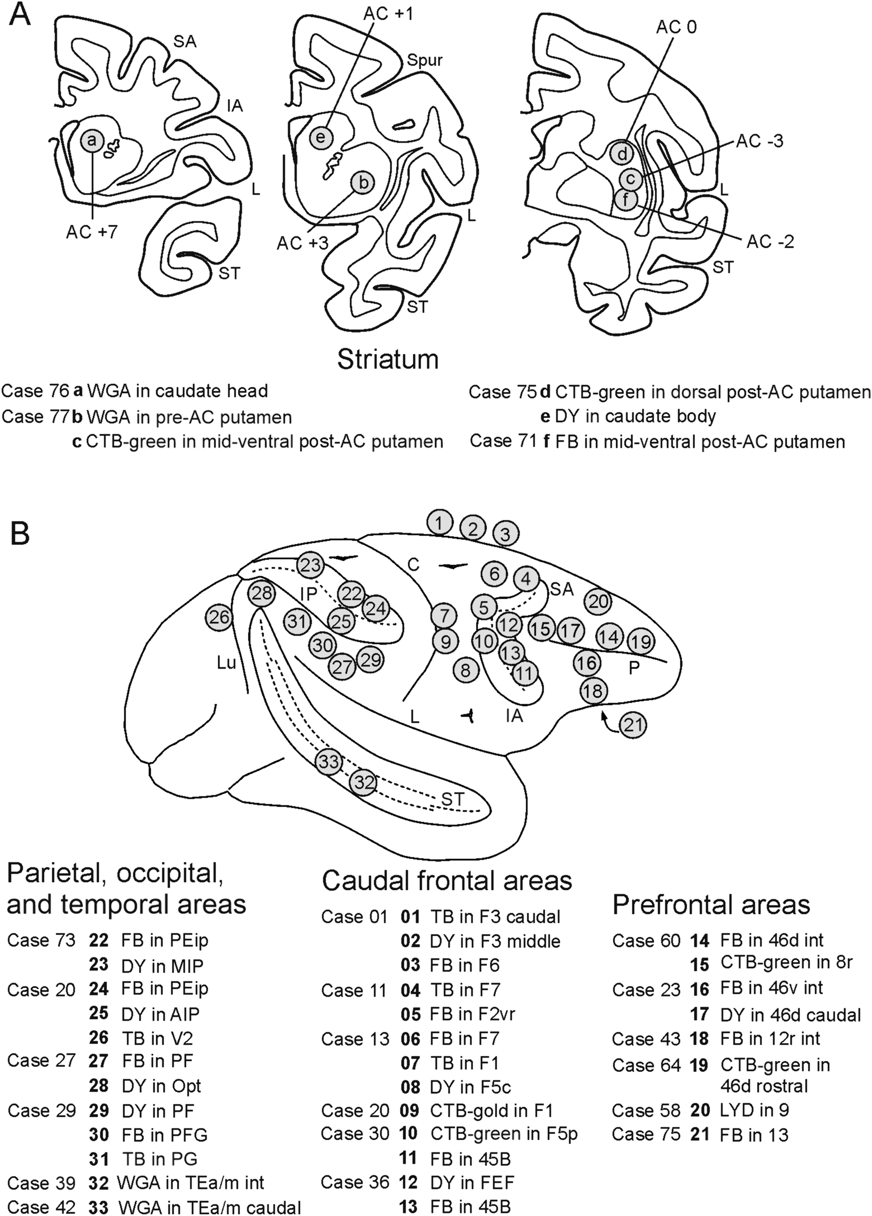 Involvement of the claustrum in the cortico-basal ganglia circuitry: connectional study in the non-human primate
