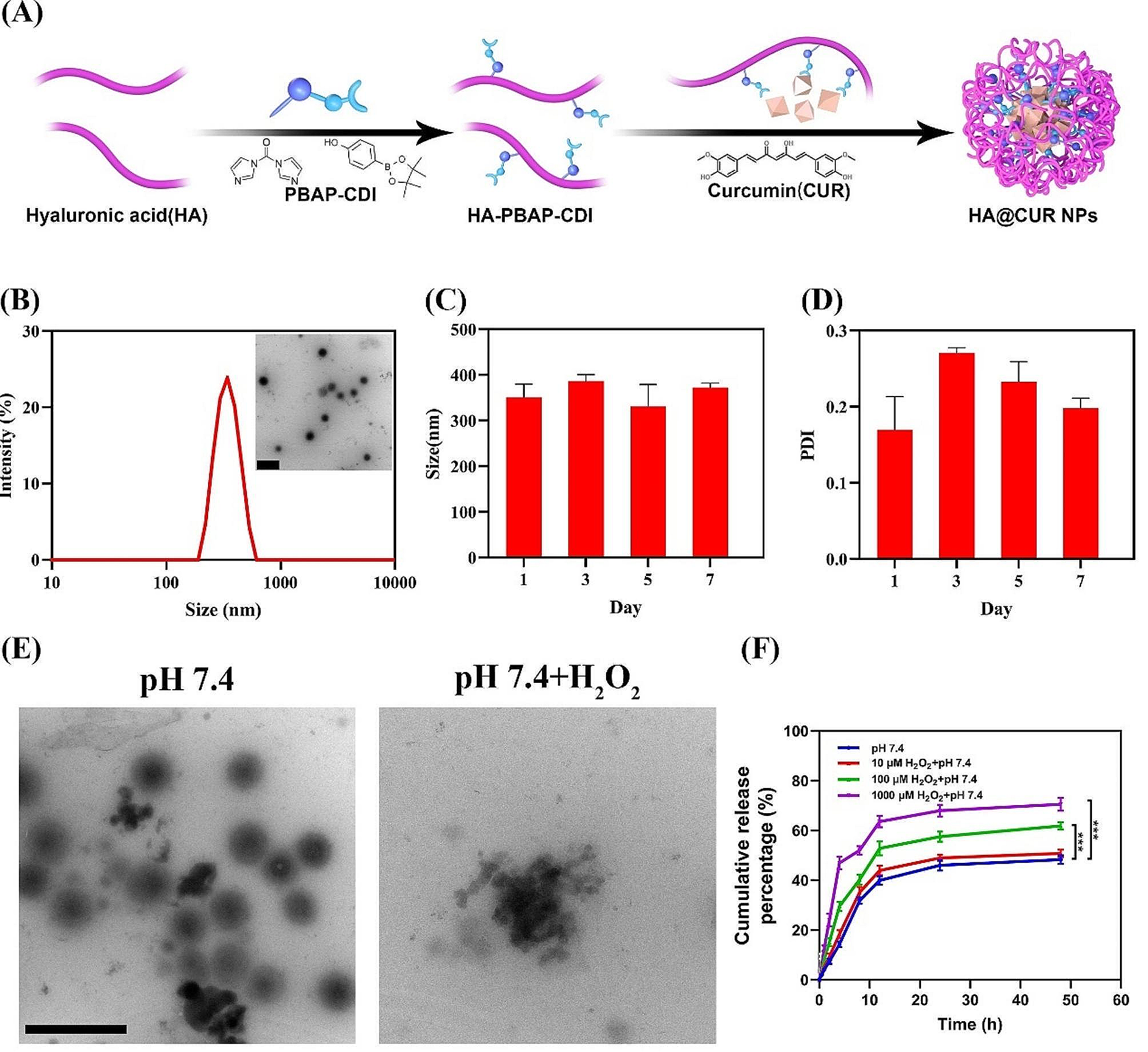 The application of phenylboronic acid pinacol ester functionalized ROS-responsive multifunctional nanoparticles in the treatment of Periodontitis