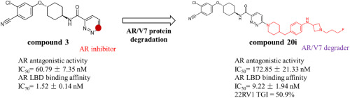 Novel selective agents for the degradation of AR/AR-V7 to treat advanced prostate cancer