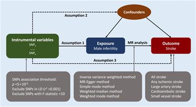 Causal associations of male infertility with stroke: a two-sample Mendelian randomization study