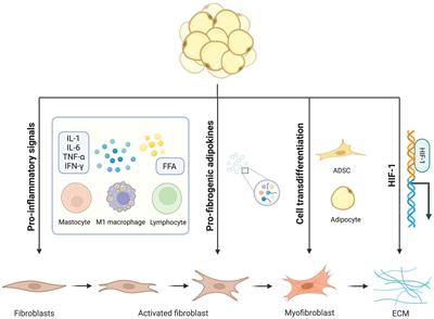 Challenges and opportunities in obesity: the role of adipocytes during tissue fibrosis