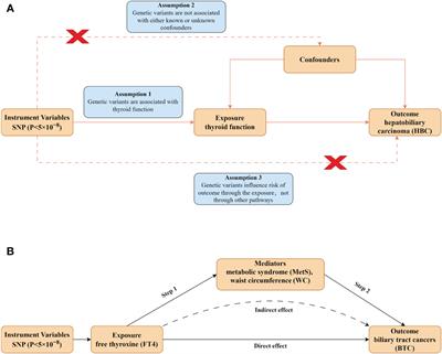 Protective effect of higher free thyroxine levels within the reference range on biliary tract cancer risk: a multivariable mendelian randomization and mediation analysis