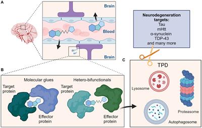 Targeted protein degradation in CNS disorders: a promising route to novel therapeutics?