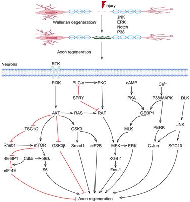 The role of kinases in peripheral nerve regeneration: mechanisms and implications