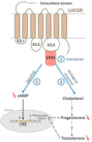 An intracellular VHH targeting the Luteinizing Hormone receptor modulates G protein-dependent signaling and steroidogenesis