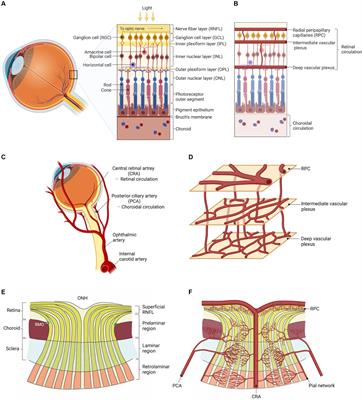 Using optical coherence tomography and optical coherence tomography angiography to delineate neurovascular homeostasis in migraine: a review