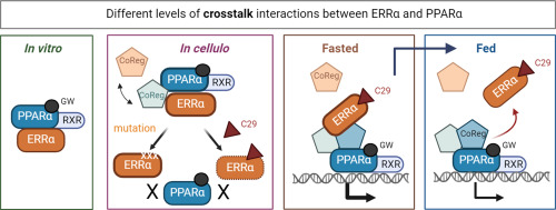 Crosstalk interactions between transcription factors ERRα and PPARα assist PPARα-mediated gene expression