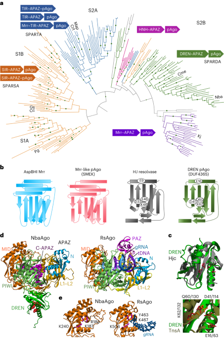 DNA-targeting short Argonautes complex with effector proteins for collateral nuclease activity and bacterial population immunity