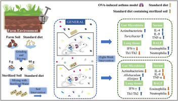 Soil intake modifies the gut microbiota and alleviates Th2-type immune response in an ovalbumin-induced asthma mouse model