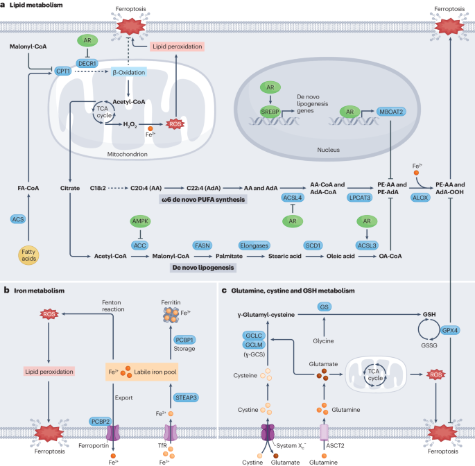 Unlocking ferroptosis in prostate cancer — the road to novel therapies and imaging markers