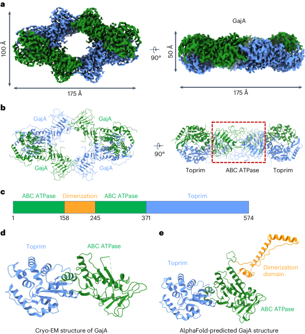 Molecular basis of Gabija anti-phage supramolecular assemblies