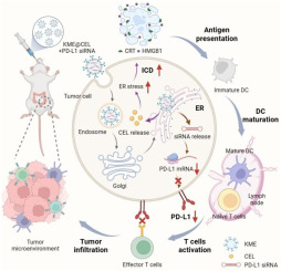 Endoplasmic reticulum-targeted delivery of celastrol and PD-L1 siRNA for reinforcing immunogenic cell death and potentiating cancer immunotherapy