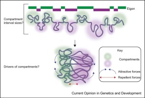 Mechanistic drivers of chromatin organization into compartments