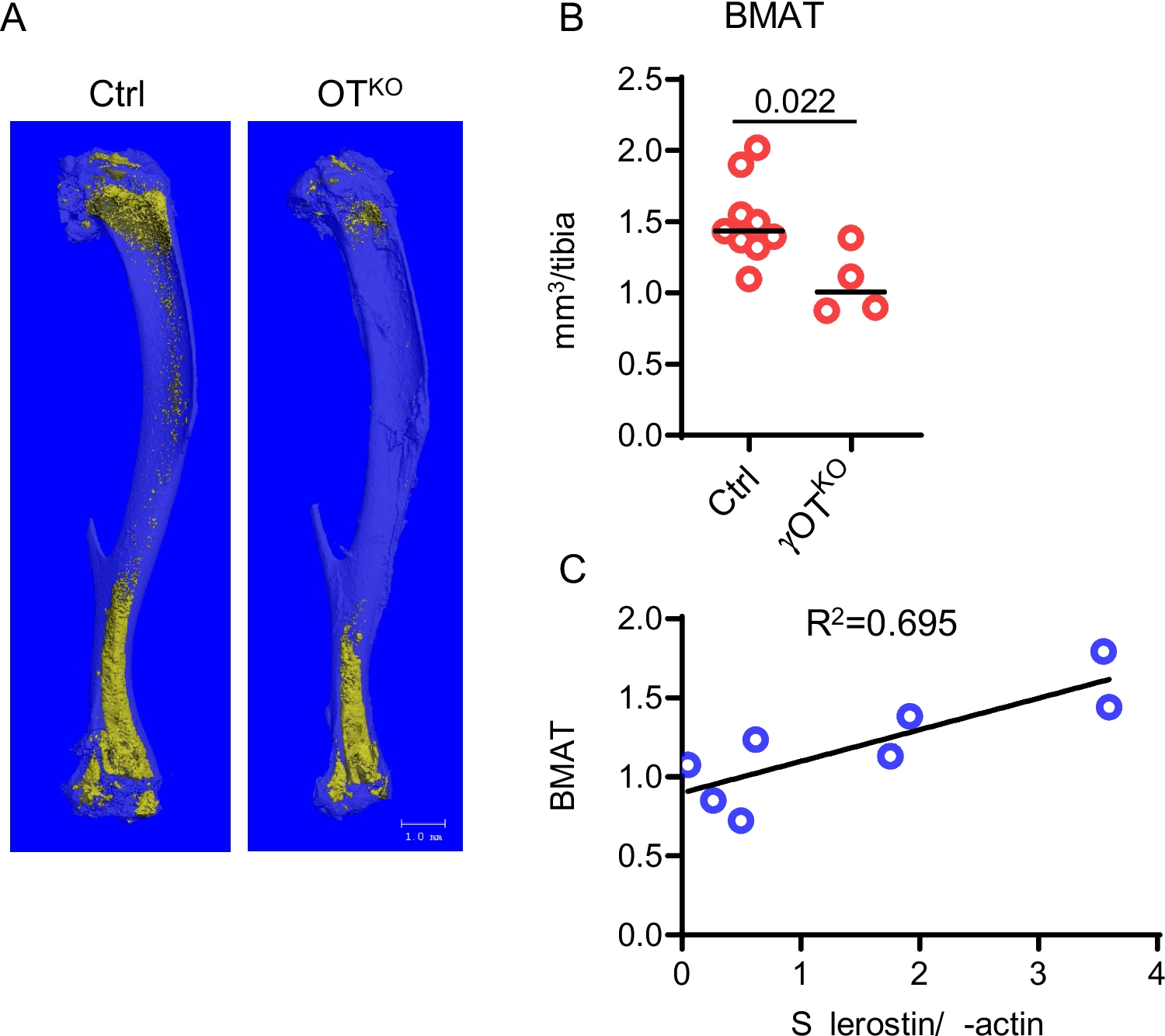Regulatory Effect of Osteocytes on Extramedullary and Bone Marrow Adipose Tissue Development and Function