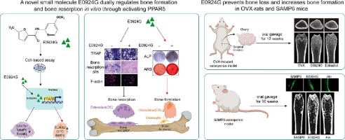 The novel small molecule E0924G dually regulates bone formation and bone resorption through activating the PPARδ signaling pathway to prevent bone loss in ovariectomized rats and senile mice