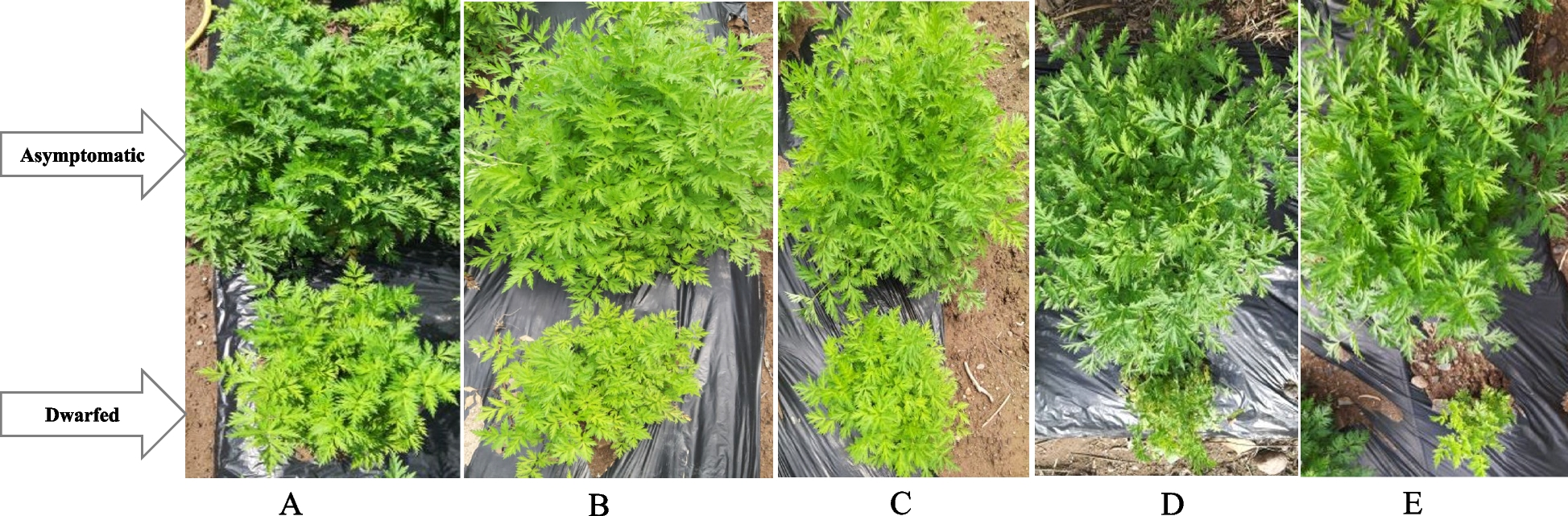 Deciphering the virome of Chunkung (Cnidium officinale) showing dwarfism-like symptoms via a high-throughput sequencing analysis