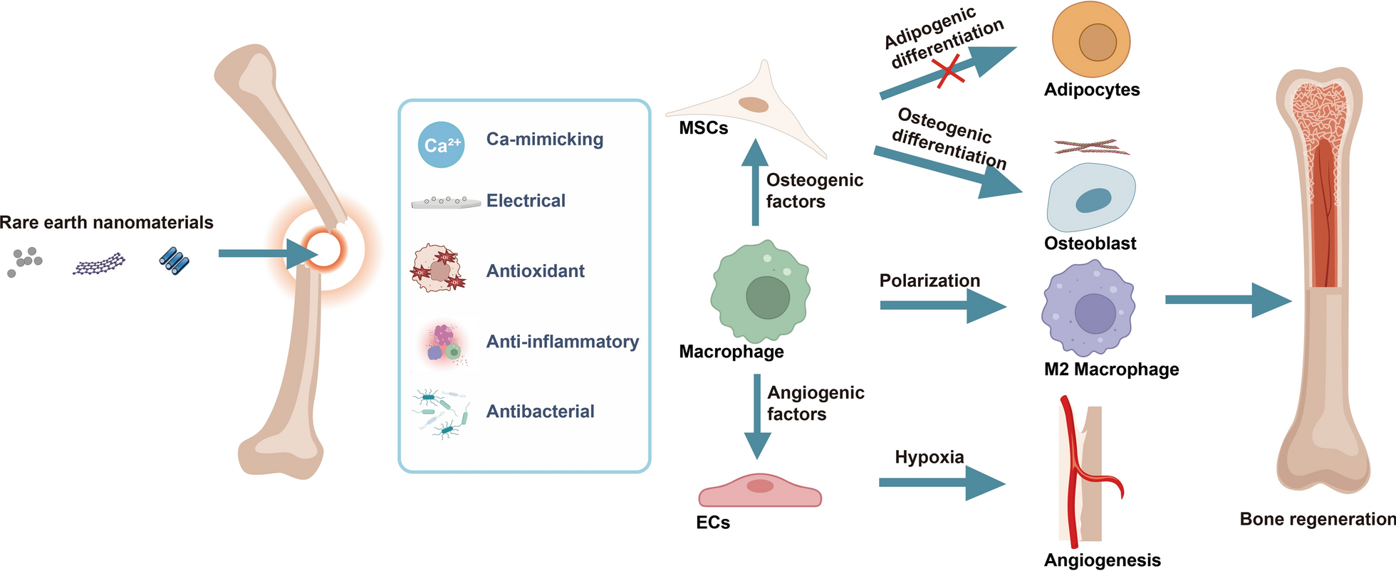 Systematic review of the osteogenic effect of rare earth nanomaterials and the underlying mechanisms
