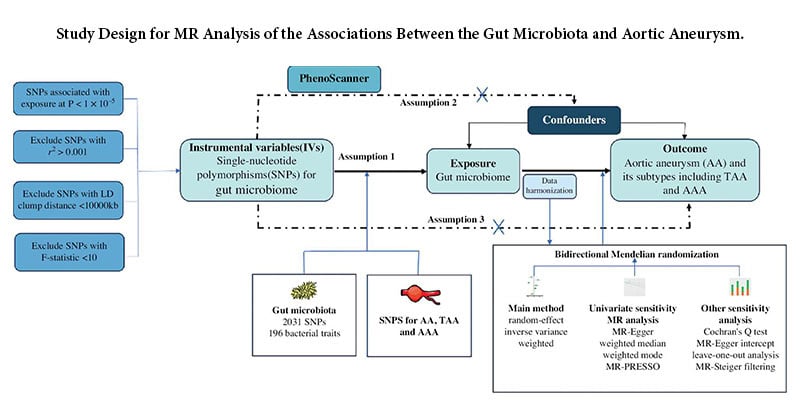 Causal Associations Between the Gut Microbiome and Aortic Aneurysm: A Mendelian Randomization Study