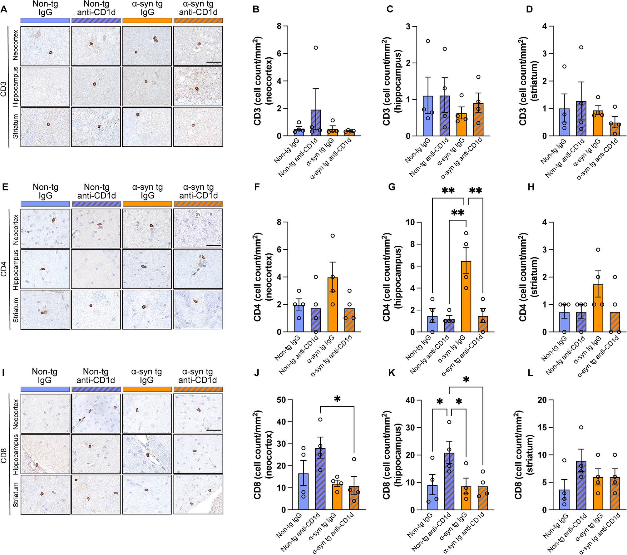 Immunotherapy with an antibody against CD1d modulates neuroinflammation in an α-synuclein transgenic model of Lewy body like disease