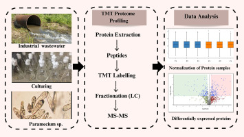 Insights into the differential proteome landscape of a newly isolated Paramecium multimicronucleatum in response to cadmium stress