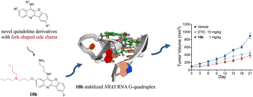 Design, Synthesis, and Evaluation of Novel Quindoline Derivatives with Fork-Shaped Side Chains as RNA G-Quadruplex Stabilizers for Repressing Oncogene NRAS Translation