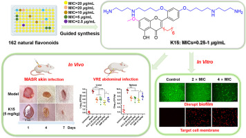 Structure Optimizing of Flavonoids against Both MRSA and VRE