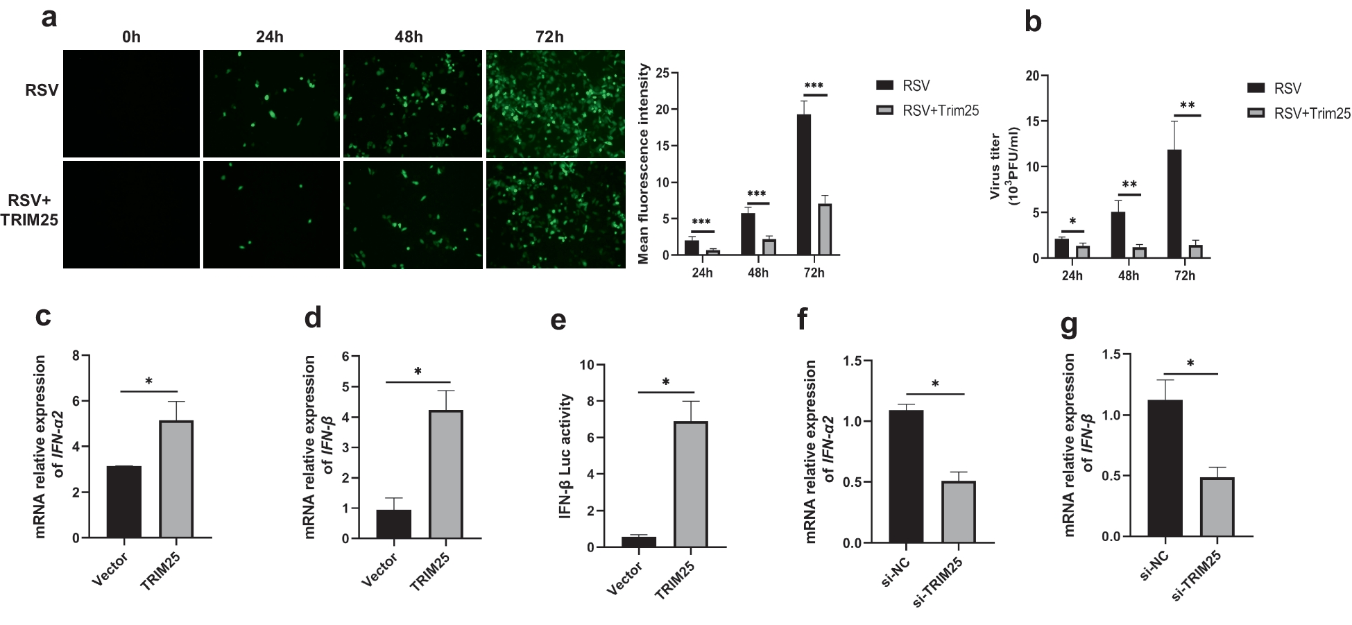 TRIM38 Induced in Respiratory Syncytial Virus-infected Cells Downregulates Type I Interferon Expression by Competing with TRIM25 to Bind RIG-I