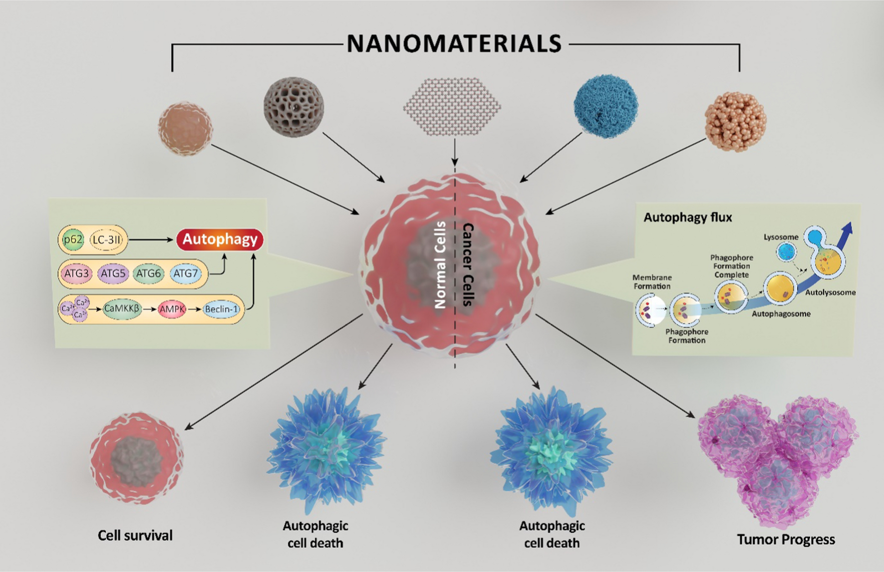 The impact of nanomaterials on autophagy across health and disease conditions