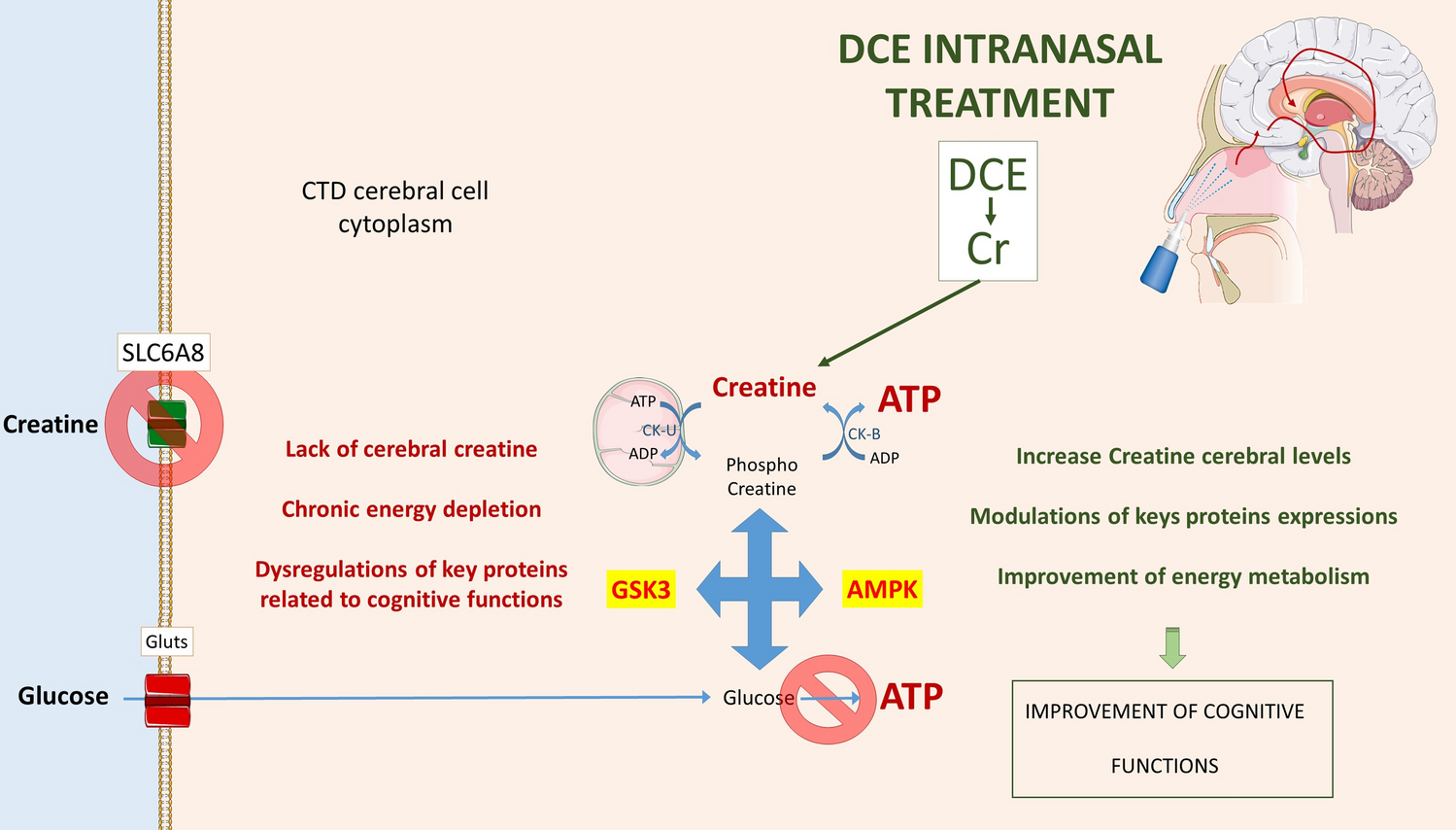 Dodecyl creatine ester therapy: from promise to reality