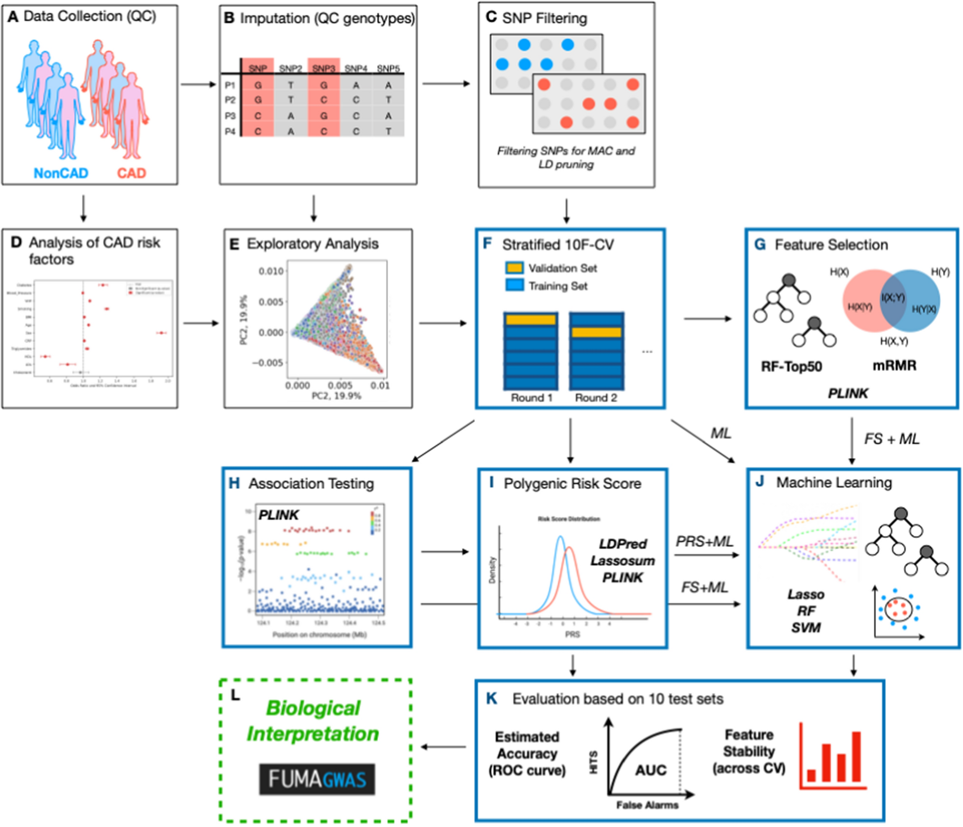 Enhancing prediction accuracy of coronary artery disease through machine learning-driven genomic variant selection