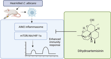 Dihydroartemisinin is an inhibitor of trained immunity through Akt/mTOR/HIF1α signaling pathway