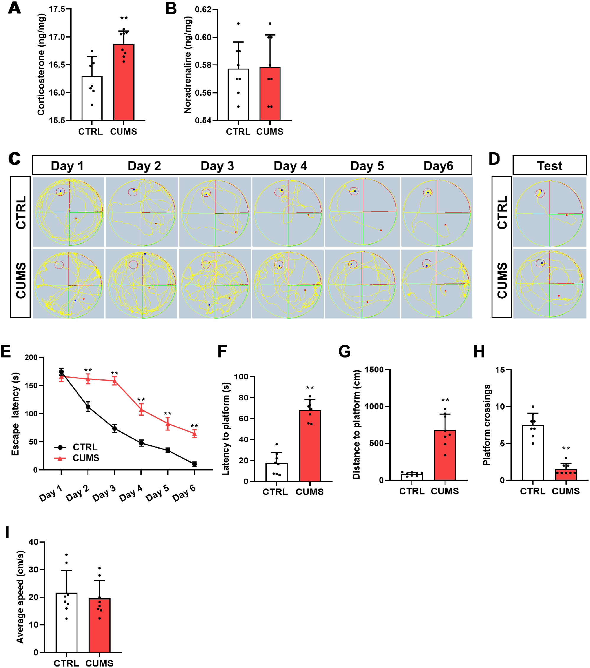 GLUT1-mediated microglial proinflammatory activation contributes to the development of stress-induced spatial learning and memory dysfunction in mice