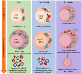 iNOS regulates hematopoietic stem and progenitor cells via mitochondrial signaling and is critical for bone marrow regeneration