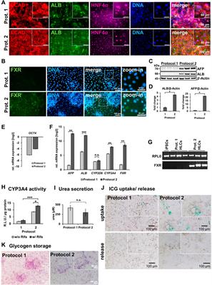 Forskolin induces FXR expression and enhances maturation of iPSC-derived hepatocyte-like cells
