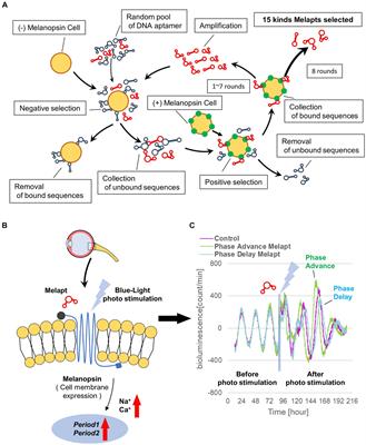 Melanopsin DNA aptamers can regulate input signals of mammalian circadian rhythms by altering the phase of the molecular clock