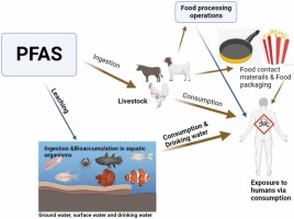 Emerging contaminants in food matrices: An overview of the occurrence, pathways, impacts and detection techniques of per- and polyfluoroalkyl substances