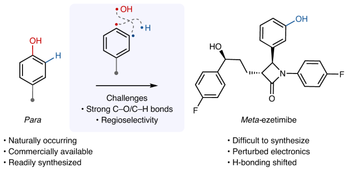 A para- to meta-isomerization of phenols
