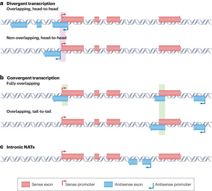 Natural antisense transcripts as versatile regulators of gene expression
