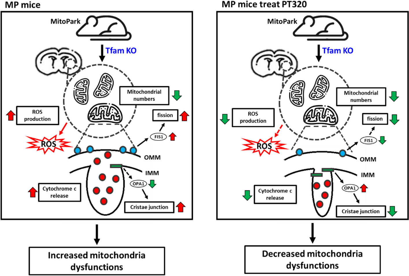 Attenuating mitochondrial dysfunction and morphological disruption with PT320 delays dopamine degeneration in MitoPark mice