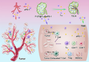 Lymph node targeting strategy using a hydrogel sustained-release system to load effector memory T cells improves the anti-tumor efficacy of anti-PD-1