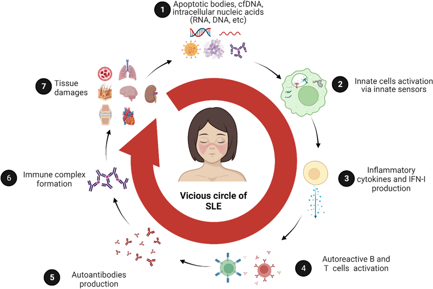 Mendelian Causes of Autoimmunity: the Lupus Phenotype