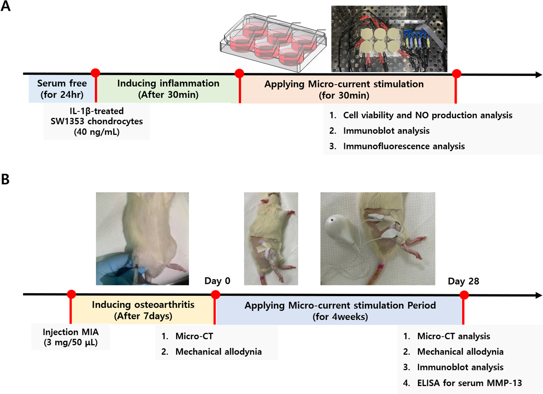 Micro-current stimulation could inhibit IL-1β-induced inflammatory responses in chondrocytes and protect knee bone cartilage from osteoarthritis