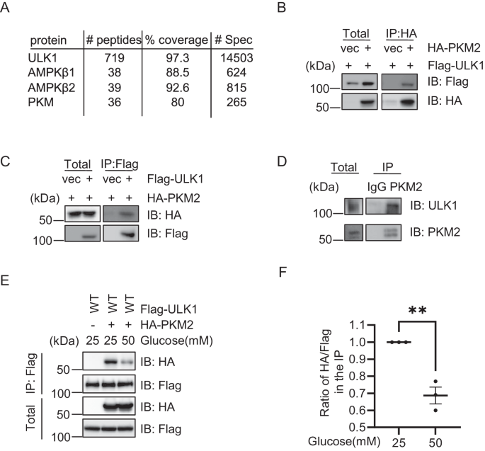 ULK1-dependent phosphorylation of PKM2 antagonizes O-GlcNAcylation and regulates the Warburg effect in breast cancer