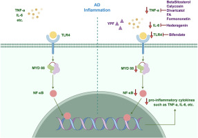 Yu-Ping-Feng-San alleviates inflammation in atopic dermatitis mice by TLR4/MyD88/NF-κB pathway